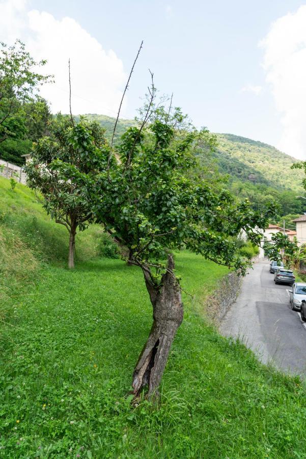 Casalzuigno Lago Maggiore A 10 Minuti "Cascina Lavanda" מראה חיצוני תמונה